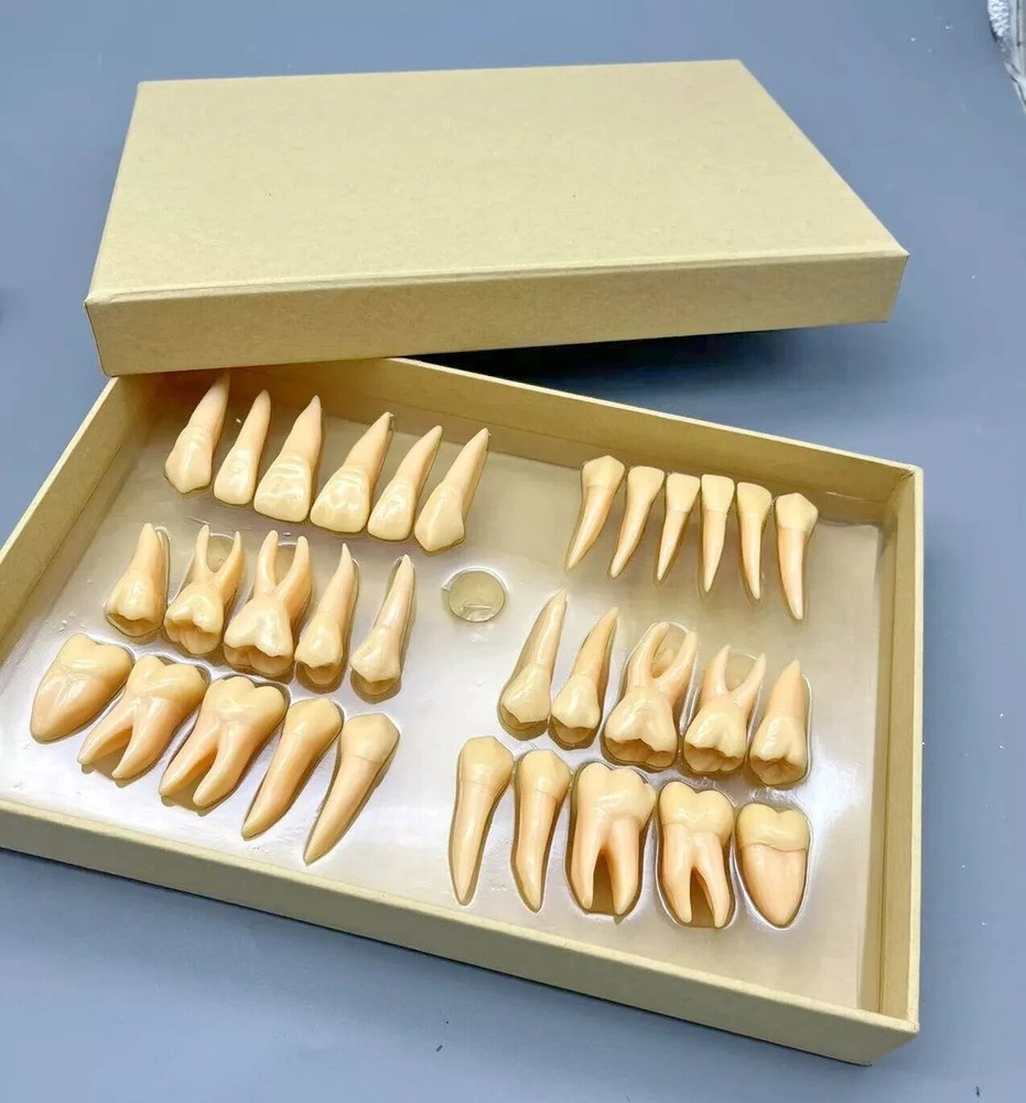 2.5x life size Human Dental Study Model of Individual Permanent Teeth (32 teeth)