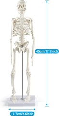 17” Anatomical Skeleton Model with Movable Arms Ideal for Teaching & Display
