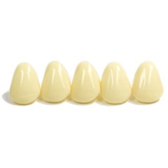 Tooth First Bicuspid Small Dental Temp Crowns Fillings Caps & Dentek Repair Kit