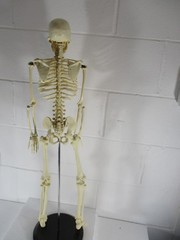 A 32″ TALL ARTICULATED PLASTIC HUMAN SKELETON, UPRIGHT ON METAL STAND, PERFECT