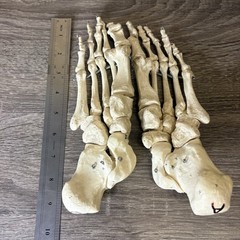 VTG Foot Feet Skeleton Anatomical Model Left Right Adult Podiatrist Med Student