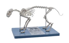 Eisco Labs Adult Cat Skeletal System, Anatomical Model, 8.25″ Tall