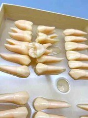2.5x life size Human Dental Study Model of Individual Permanent Teeth (32 teeth)