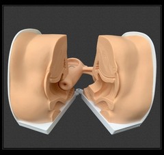 Woman Genital Model Cervix Uterus External Vagina Ovary Gynecology Contraception