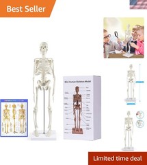 17” Anatomical Skeleton Model with Movable Arms Ideal for Teaching & Display