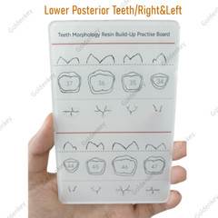 6Pc Dental Composite Resin Filling Model Dentist Build Up Teeth Morphology Board