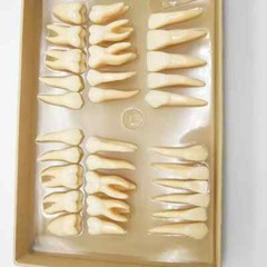 2.5x life size Human Dental Study Model of Individual Permanent Teeth (32 teeth)