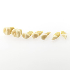 Dental Demonstration Teeth Model – Standard Study Teaching Dental Mode with All