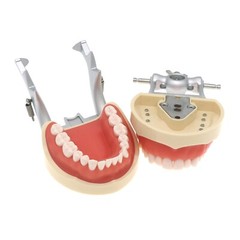 Fits for Kilgore NISSIN 200/500 Type Dental Typodont Model With Removable Teeth