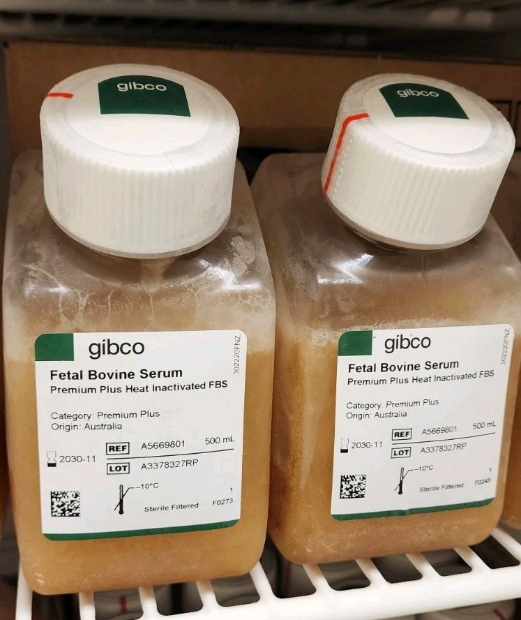 THIS IS FOR 2 -PREMIUM GIBCO- FETAL BOVINE SERUM PREMIUM PLUS HEAT INACTIVATED