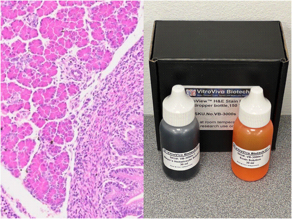 VitroView™ Hematoxylin and Eosin Stain Kit (30 ml/bottle) (CAT# VB-3000S)