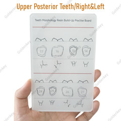 6Pc Dental Composite Resin Filling Model Dentist Build Up Teeth Morphology Board