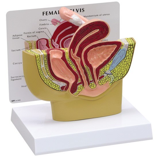 Female Pelvis GPI Anatomy Model with Key LFA #3500. Make Us an Offer! SEE VIDEO