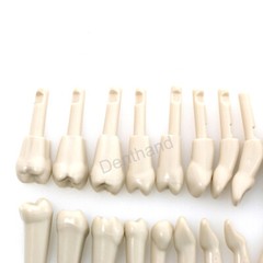 Dental Tooth Model for KaVo Basic 32Pcs Model Spare teeth Retention Mechanism