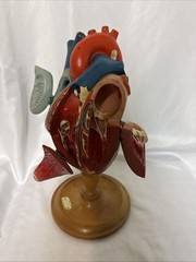 Vintage Denoyer-Geppert Anatomical Heart With Stand, Flaps Open
