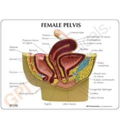 Female Pelvis GPI Anatomy Model with Key LFA #3500. Make Us an Offer! SEE VIDEO