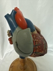 Vintage Denoyer-Geppert Anatomical Heart With Stand, Flaps Open