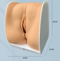 Woman Genital Model Cervix Uterus External Vagina Ovary Gynecology Contraception