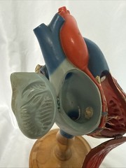 Vintage Denoyer-Geppert Anatomical Heart With Stand, Flaps Open