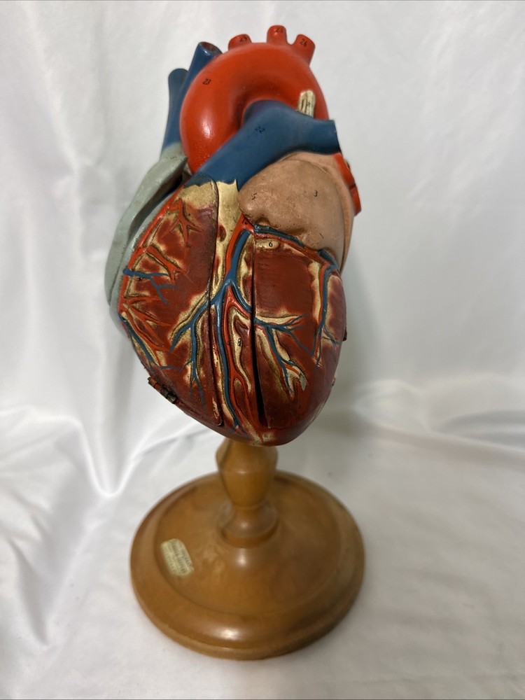 Vintage Denoyer-Geppert Anatomical Heart With Stand, Flaps Open