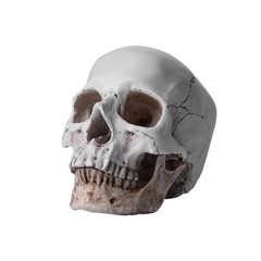 1:1 Resin Replica Life Human Anatomy Skull Collectable Bar Decoration Teaching
