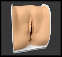 Woman Genital Model Cervix Uterus External Vagina Ovary Gynecology Contraception