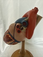 Vintage Denoyer-Geppert Anatomical Heart With Stand, Flaps Open