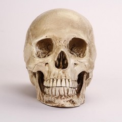 1:1 Resin Replica Life Human Anatomy Skull Collectable Bar Decoration Teaching