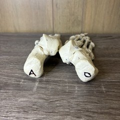 VTG Foot Feet Skeleton Anatomical Model Left Right Adult Podiatrist Med Student