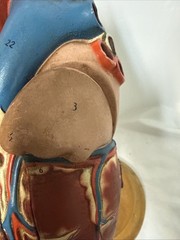 Vintage Denoyer-Geppert Anatomical Heart With Stand, Flaps Open