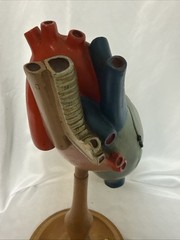 Vintage Denoyer-Geppert Anatomical Heart With Stand, Flaps Open