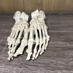 VTG Foot Feet Skeleton Anatomical Model Left Right Adult Podiatrist Med Student