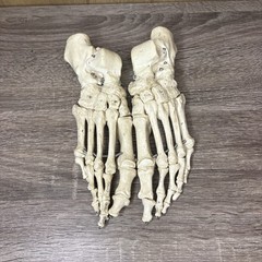 VTG Foot Feet Skeleton Anatomical Model Left Right Adult Podiatrist Med Student
