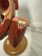 Vintage Denoyer-Geppert Anatomical Heart With Stand, Flaps Open