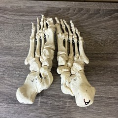 VTG Foot Feet Skeleton Anatomical Model Left Right Adult Podiatrist Med Student