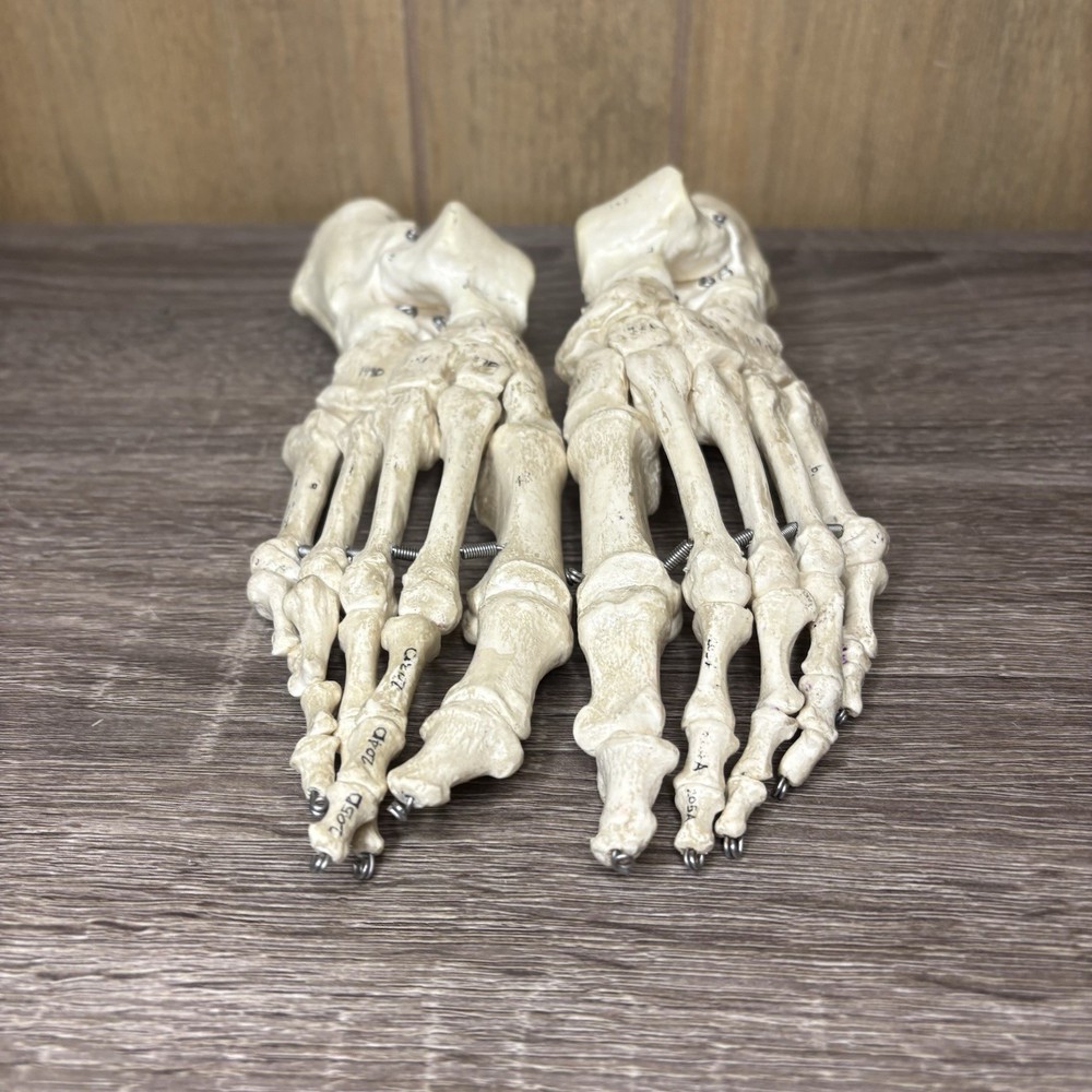 VTG Foot Feet Skeleton Anatomical Model Left Right Adult Podiatrist Med Student