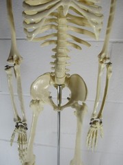 A 32″ TALL ARTICULATED PLASTIC HUMAN SKELETON, UPRIGHT ON METAL STAND, PERFECT