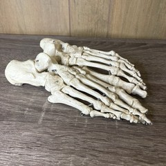 VTG Foot Feet Skeleton Anatomical Model Left Right Adult Podiatrist Med Student