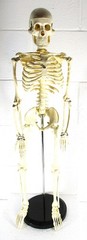 A 32″ TALL ARTICULATED PLASTIC HUMAN SKELETON, UPRIGHT ON METAL STAND, PERFECT