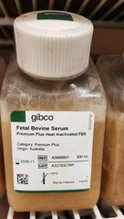 THIS IS FOR 2 -PREMIUM GIBCO- FETAL BOVINE SERUM PREMIUM PLUS HEAT INACTIVATED