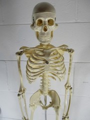 A 32″ TALL ARTICULATED PLASTIC HUMAN SKELETON, UPRIGHT ON METAL STAND, PERFECT