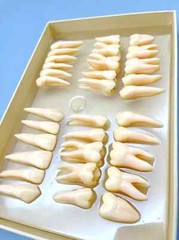 2.5x life size Human Dental Study Model of Individual Permanent Teeth (32 teeth)