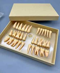 2.5x life size Human Dental Study Model of Individual Permanent Teeth (32 teeth)