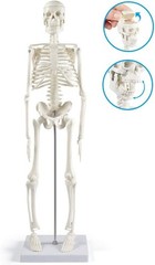 17” Anatomical Skeleton Model with Movable Arms Ideal for Teaching & Display