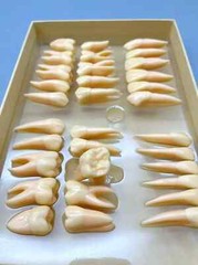 2.5x life size Human Dental Study Model of Individual Permanent Teeth (32 teeth)