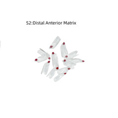 Clear Matrix Dental Anterior Posterior Transparent BT Matrices Fit BioClear USA