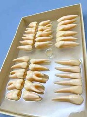 2.5x life size Human Dental Study Model of Individual Permanent Teeth (32 teeth)