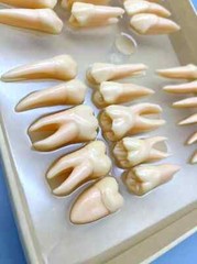 2.5x life size Human Dental Study Model of Individual Permanent Teeth (32 teeth)