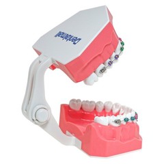 US Dental Orthodontic Typodont 1:1 Teeth Model with Brackets Braces M7010-2 New