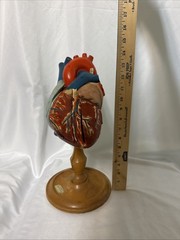 Vintage Denoyer-Geppert Anatomical Heart With Stand, Flaps Open